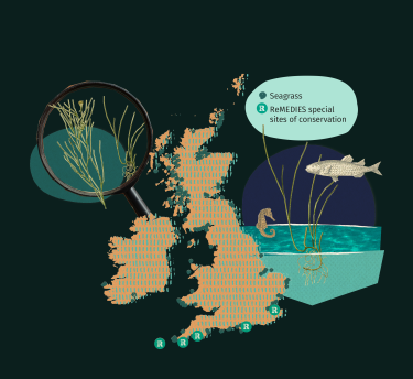 Map of UK showing seagrass conservation sites along the south coast of England